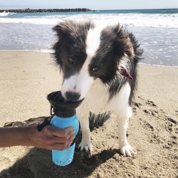 Doggie Squeeze Drink Bowl